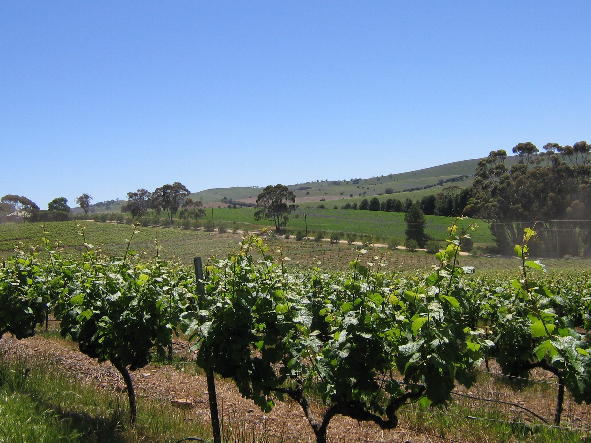 Riesling country, two hours north.