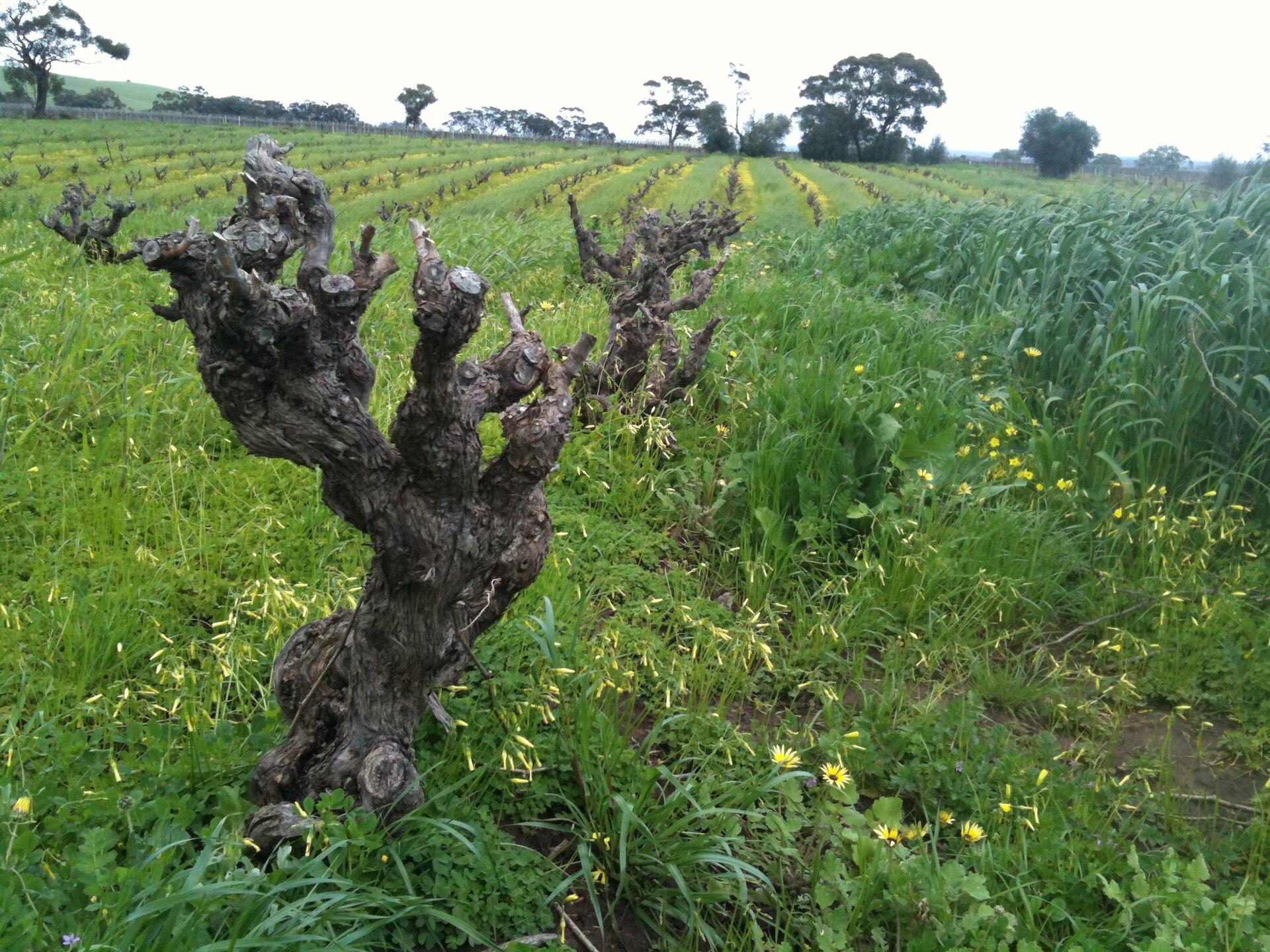 Old Vines: Why Clare Valley Grenache Is Having a Moment
