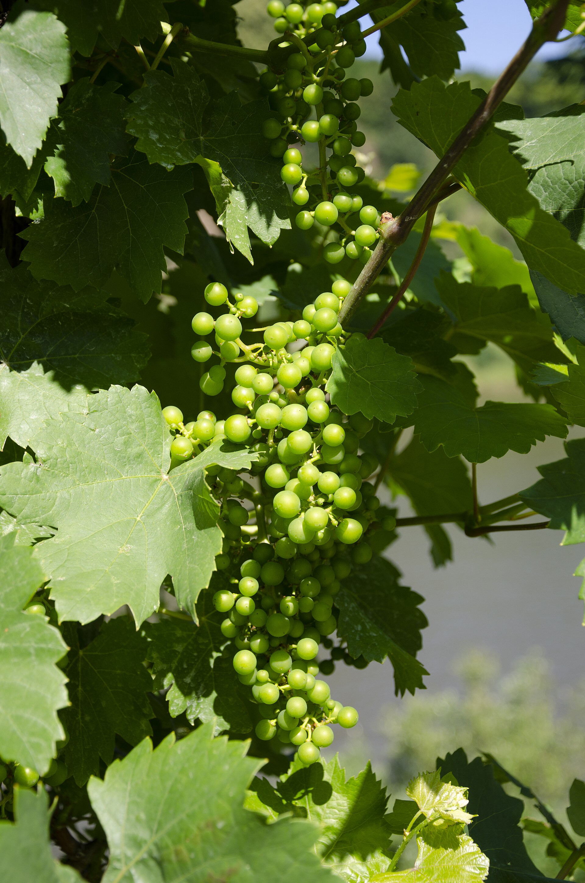 The Godfather of Australian Riesling